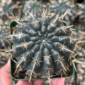 Notocactus Turecekianus | Live Plant | Live Cactus | Black Cactus