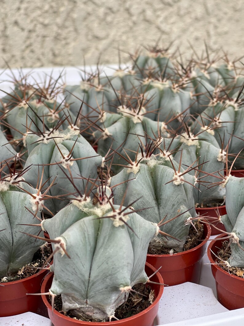 Echinocactus Ingens Live Plant - Thumbnail 2