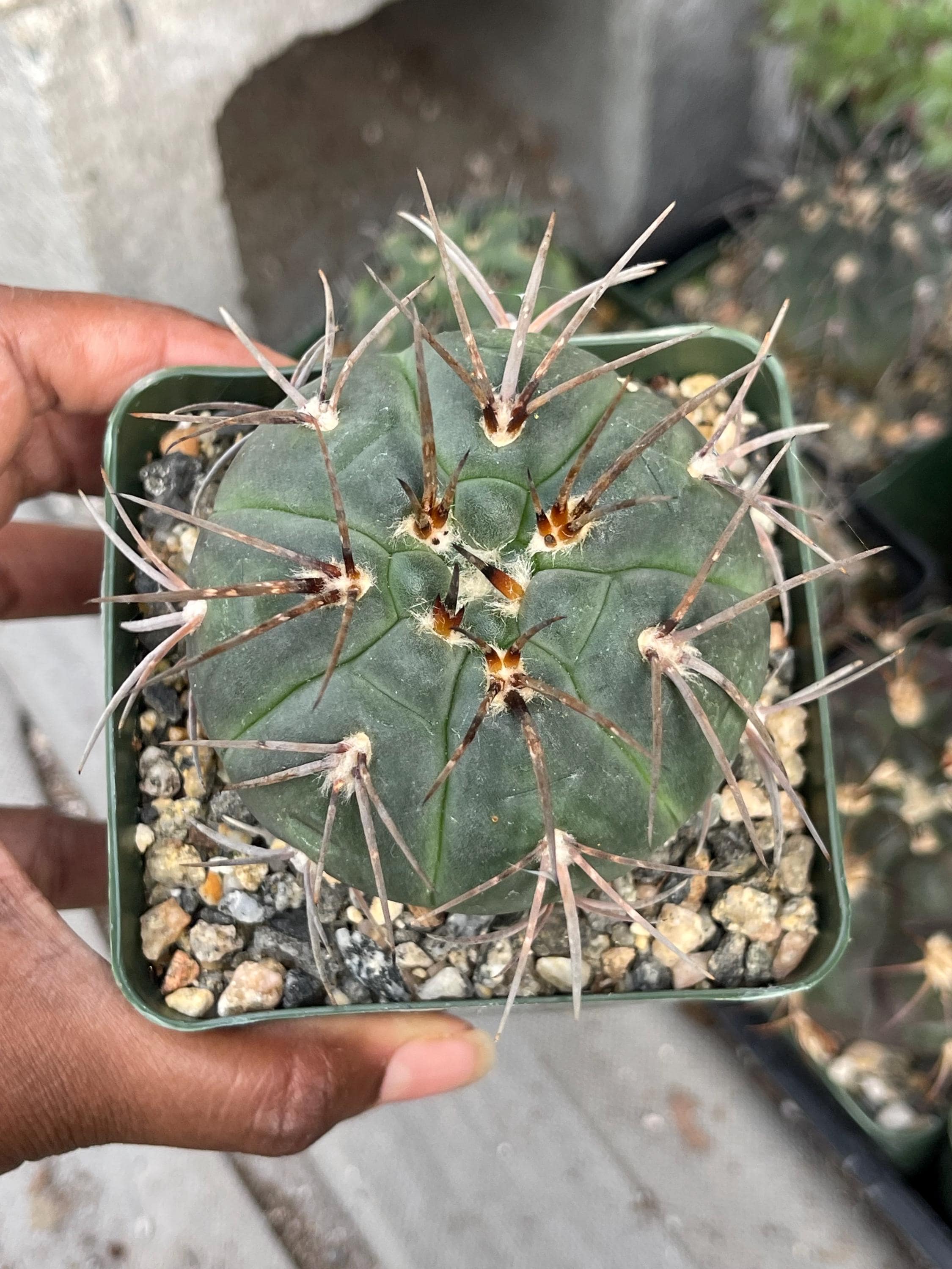 Gymnocalicium Armatum  | Live Cactus | Live Plant in 3.5” pot