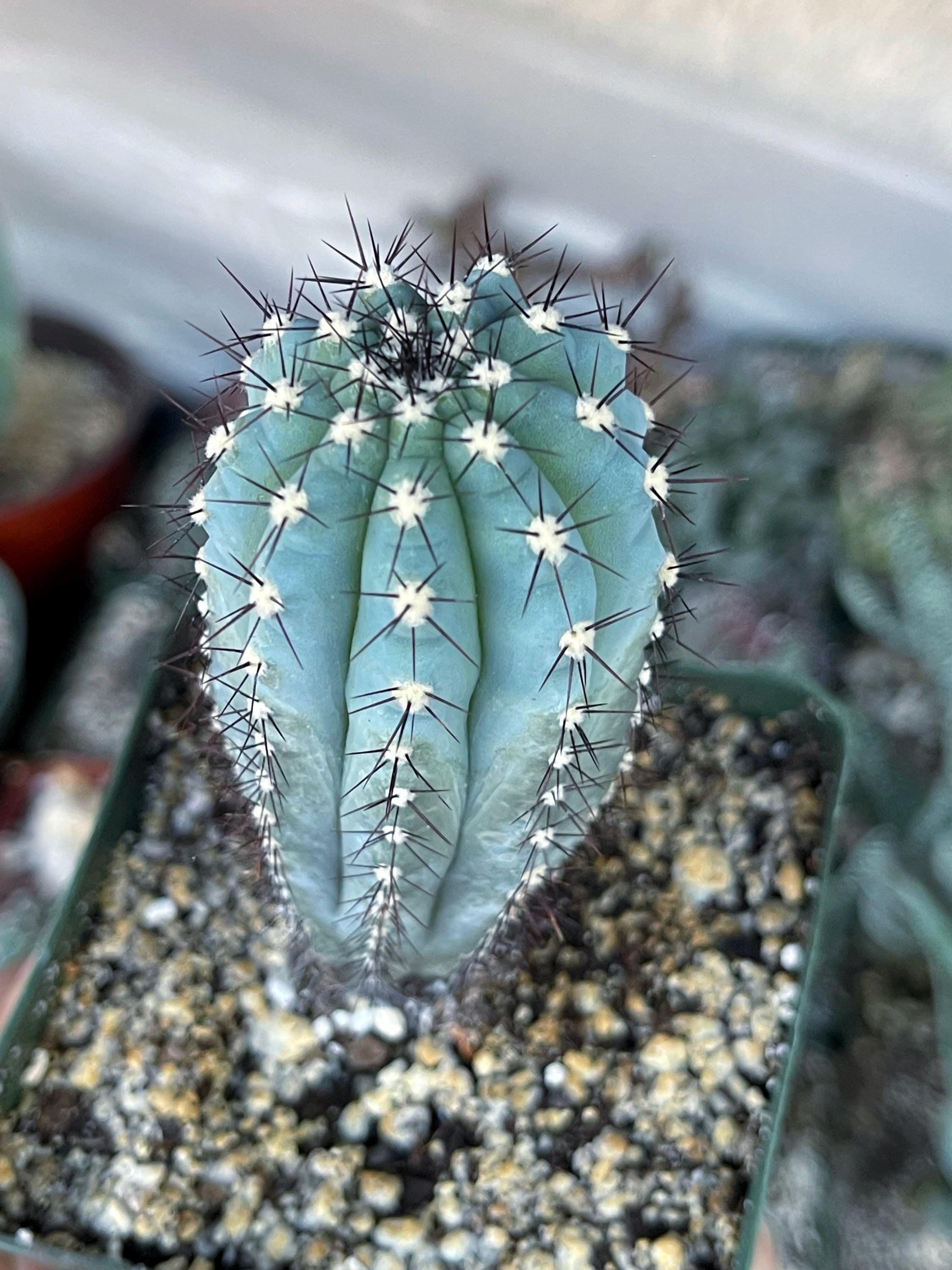 Cipocereus Bradei Blue Cactus | Live Blue Plant Unique Succulent