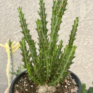 Euphorbia Knuthii | Live Plant | Live Cactus – Live Plant, Unique Succulent, Rare Plant, Live Succulent Plant, Compact Succulent,