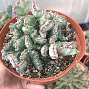 Crested Coral Cactus | Euphorbia Lactea | Rare Cactus in 6” pot