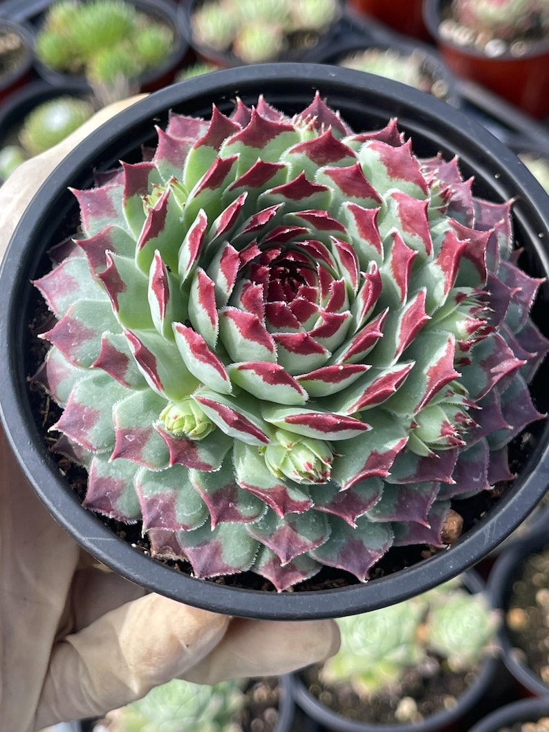 MeDeeCo Hens and Chicks Sempervivum Plant
