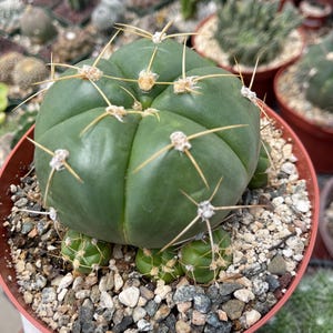 Gymnocalycium horstii | Rare Cactus | Compact Rare Cactus Live Plant for Home Decor Desert Garden Landscaping Plant Design