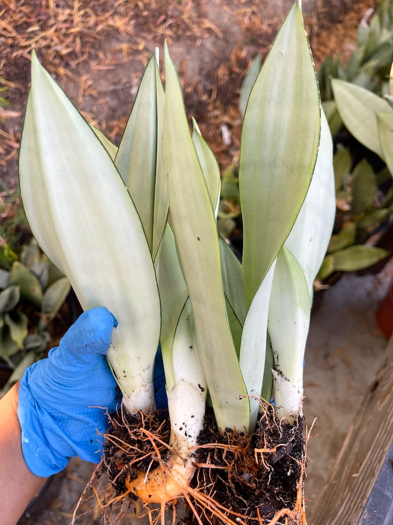 MeDeeCo Sansevieria Snake Plant - Thumbnail 2