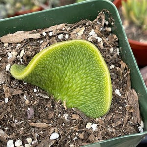 Hildewintera Colademononis Inermis | Crested Cactus, Live Plant, Rare Plant, Exotic Cactus, Cactus Succulent, Unique Cactus Plant,