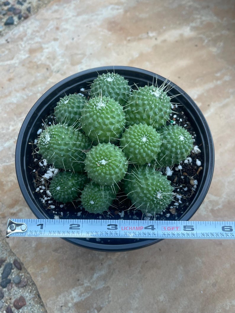 MeDeeCo Mammillaria Spinosissima - Thumbnail 3