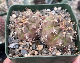 Gymnocalycium Tucavocense | Live Cactus Colorful Cactus Rare Cactus Live  Plant for Home Decor Succulent Garden Landscaping Plant - Etsy Israel