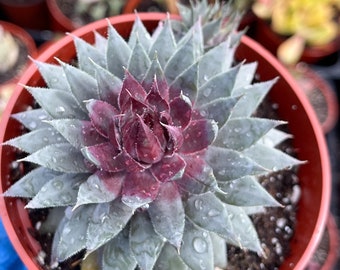 4” Hens and Chicks | Sempervivum  | Live Succulent| Live Plant