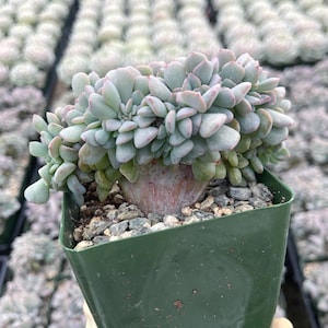 Echeveria Cubic Frost | Live Plant Unique Succulent Easy Care Succulent Colorful Succulent Plant for Succulent Collection