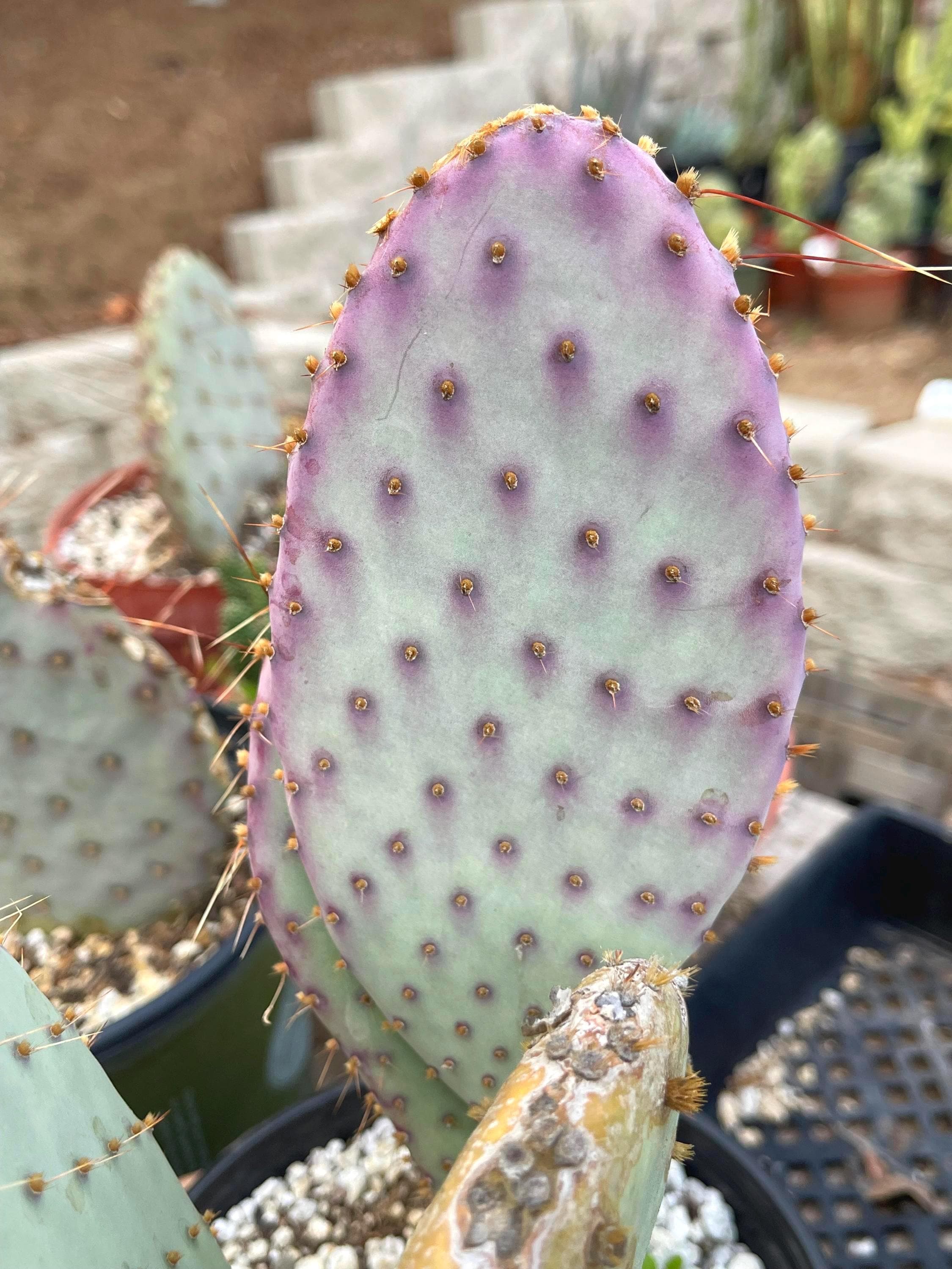 Opuntia Macrocentra Cutting | Purple Prickly Pear Cactus - Etsy