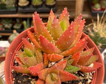 Aloe Perfoliata | Live Succulent Plant Compact Succulent Colorful Plant for Home Decor Garden Succulent Arrangement
