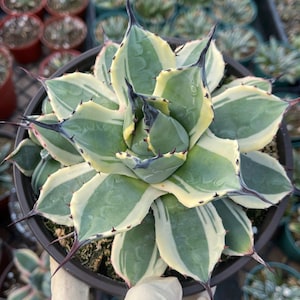 Variegated Agave potatorum Kichijokan | Rare Agave Live Succulent Rare Plant Live Plant for Home Decor Succulent Garden Succulent Collection