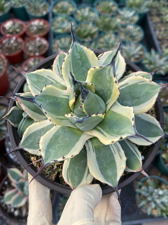 pflanze alocasia zebrina Alocasia zebrina :24 H:100 cm - Pflanzen sicher zu dir nach Hause