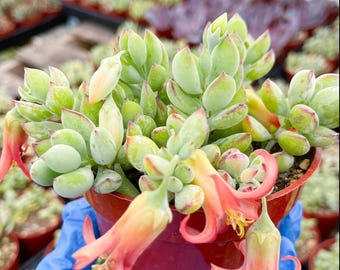 Cotyledon Pendens | Live Plant Live Succulent Compact Succulent String Plant Live trailing Plant for Home Decor Garden