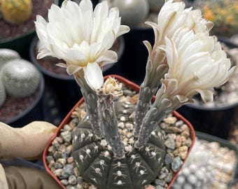Gymnocalycium Ragonesei | Live Cactus | Live Plant - Etsy