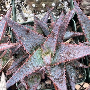Purple Aloe - Etsy