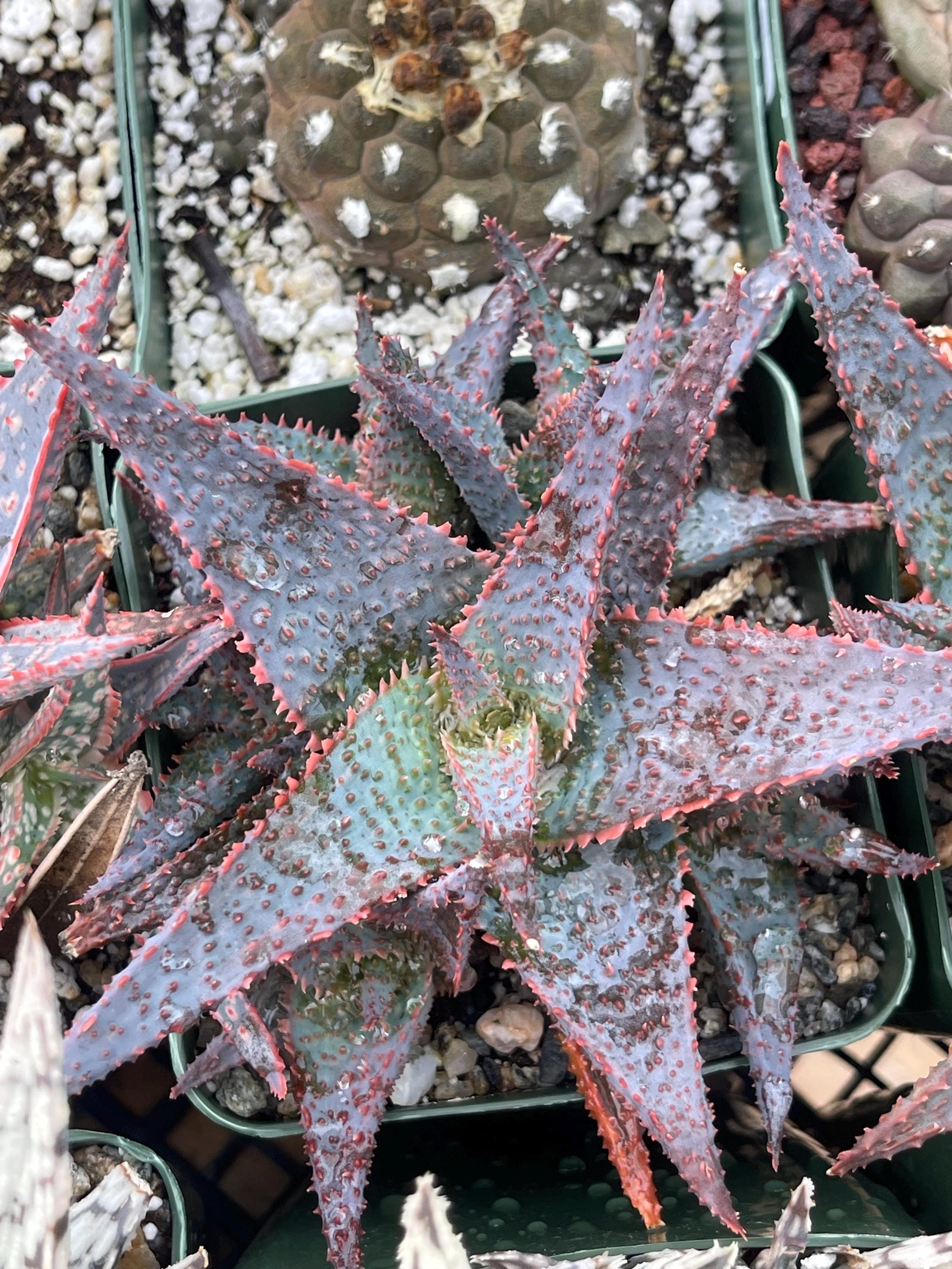 Aloe Purple Haze W/pups | Aloe Drought Tolerant Succulent for