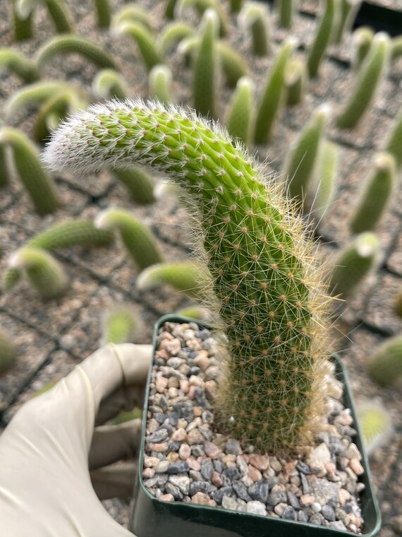 gemeiner efeu gegen schimmel Gemeiner Efeu (Hedera helix) | 125-150 cm im Topf