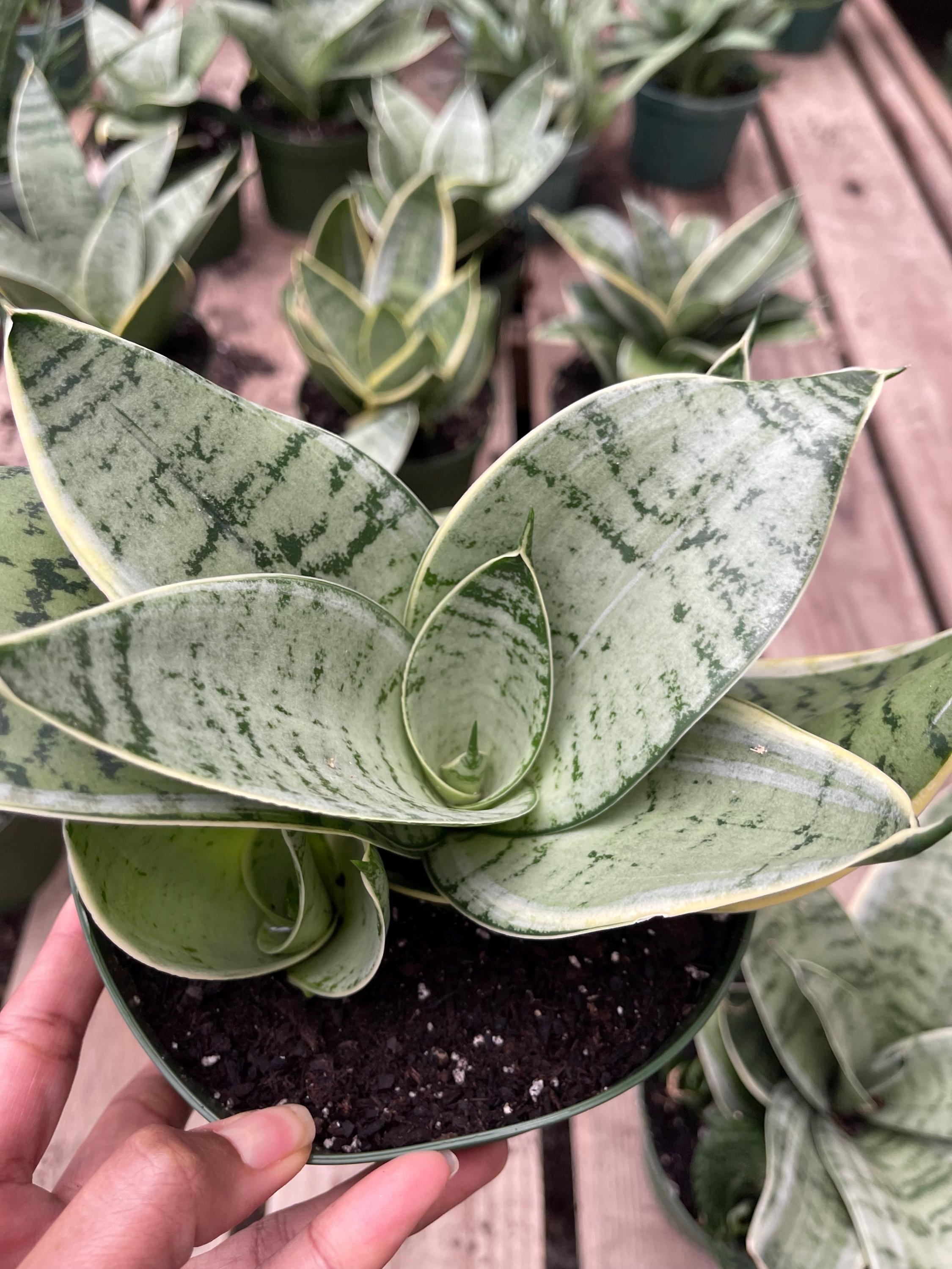 サンスベリア Sansevieria Hahnii Silver Zebra Sansevieria trifasciata 'Silver Hahnii' | MCG™