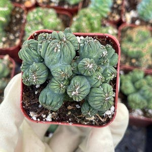 Ming Thing Cactus | Crested Cactus Live Plant Exotic Cactus Live Succulent for Desert Plant Home Decor Plant