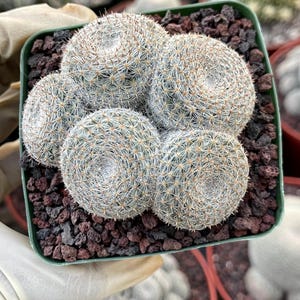 Mammillaria Microthele Perbella Cluster | Old Specimen | Mature Plant |  Live Plant | Live Cactus - Etsy