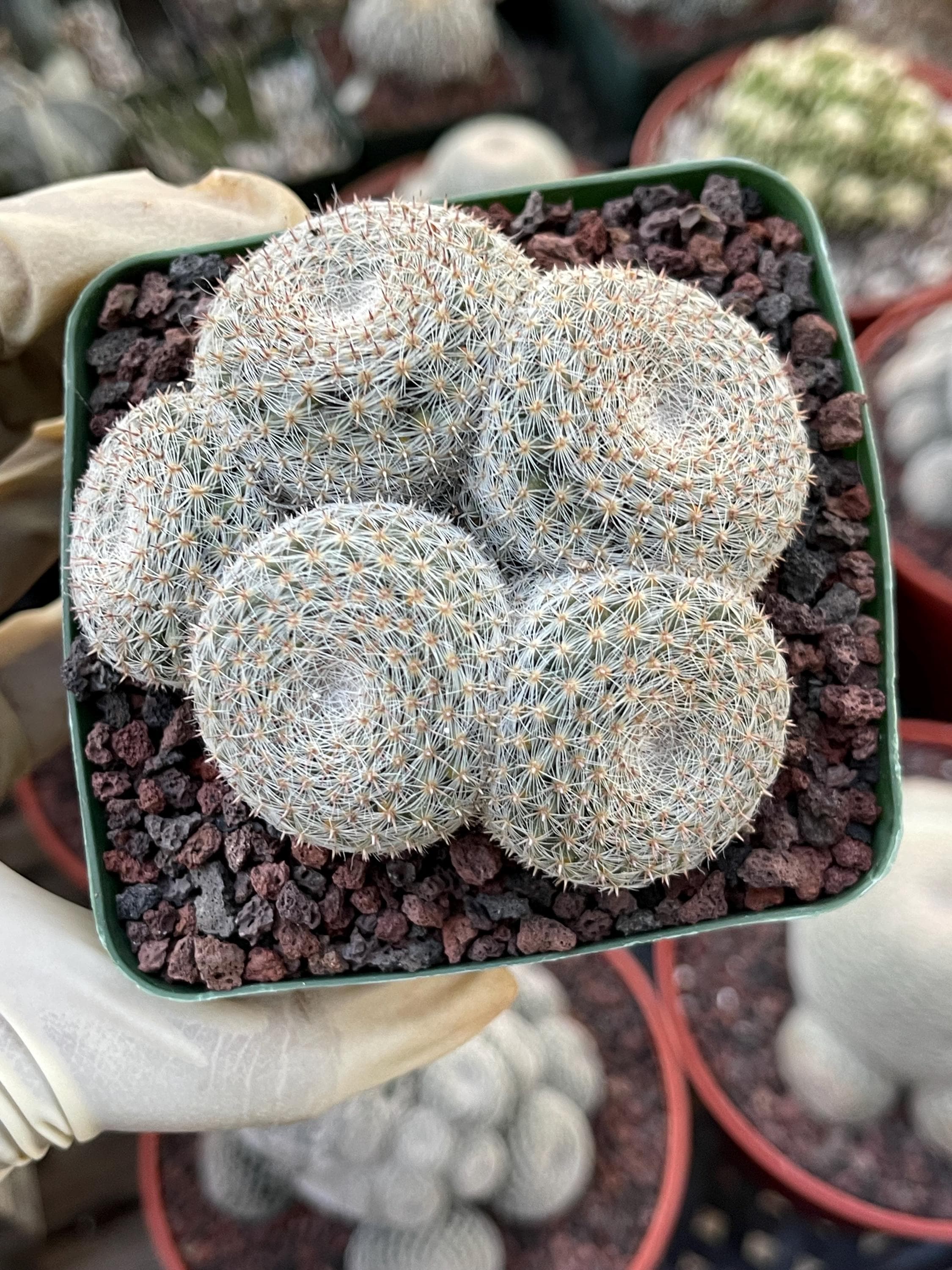 Mammillaria Microthele Perbella Cluster | Old Specimen | Mature Plant |  Live Plant | Live Cactus - Etsy