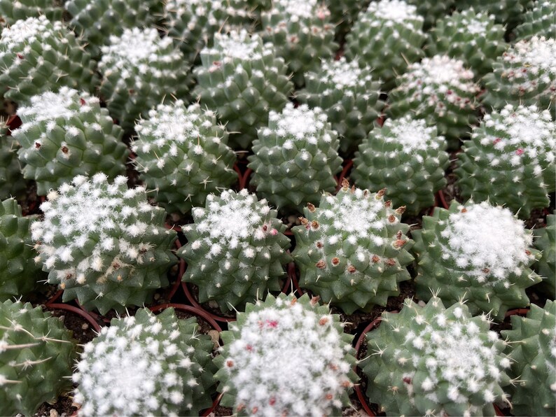 MeDeeCo Mammillaria Polythele Cactus