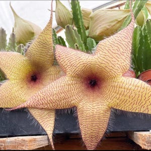 Stapelia Orbea | Starfish Cactus | Life Saver | Rare Succulent Blooming Succulent Live Plant Unique Desert Plant Flower Succulent