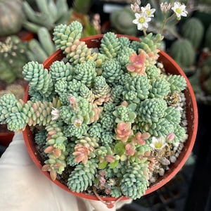 Sedum Dasyphyllum Major | Corsican Stonecrop | Blue Tears Sedum