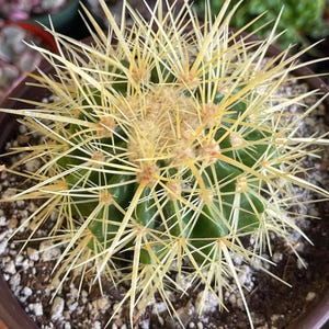 Golden Barrel Cactus | Live Plant | Cactus Plant  Outdoor Cactus, Desert Garden Cactus, Easy Care Plant