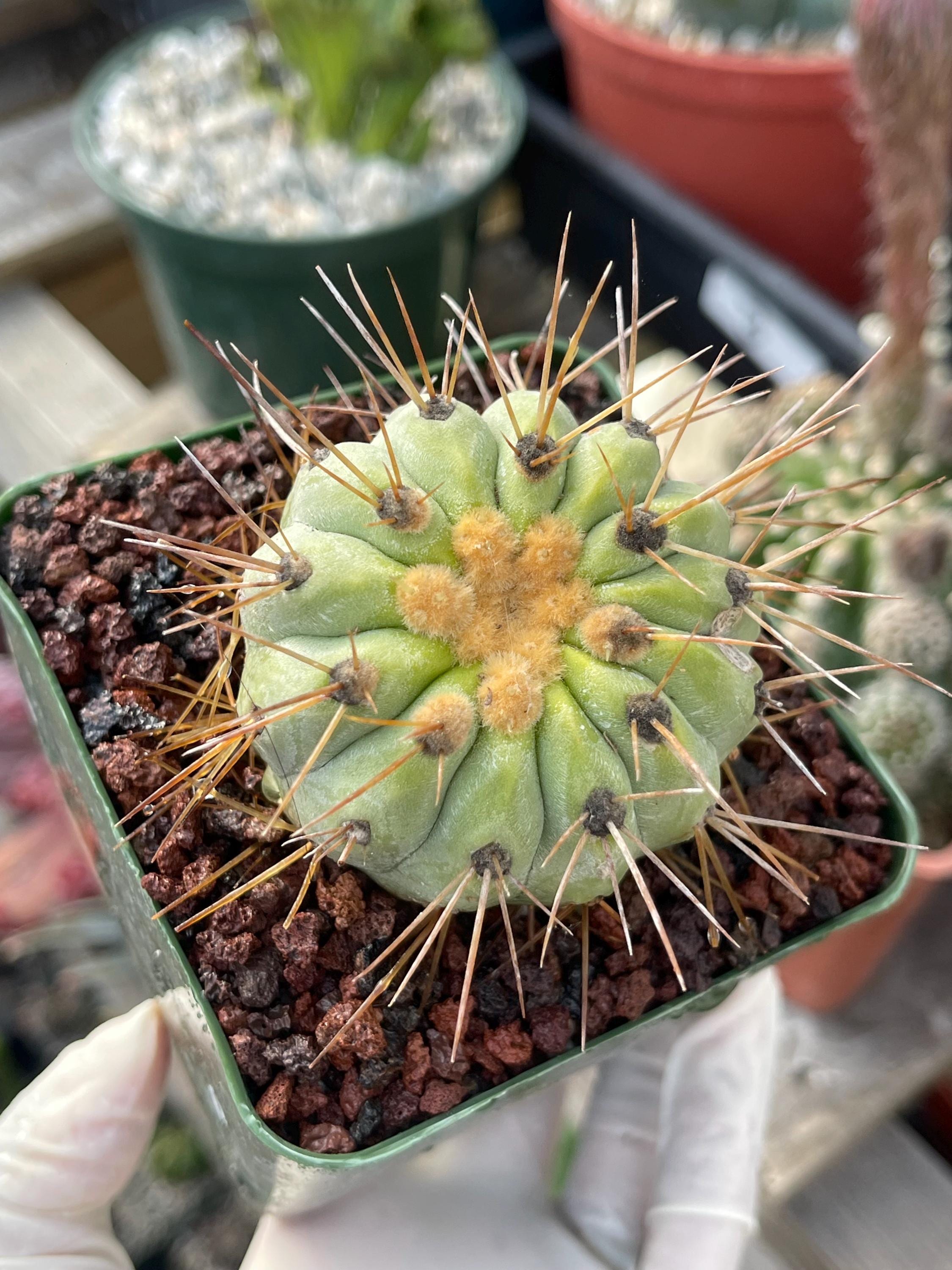 Copiapoa Haseltoniana | Live Cactus | Live Plant in 3.5” pot.