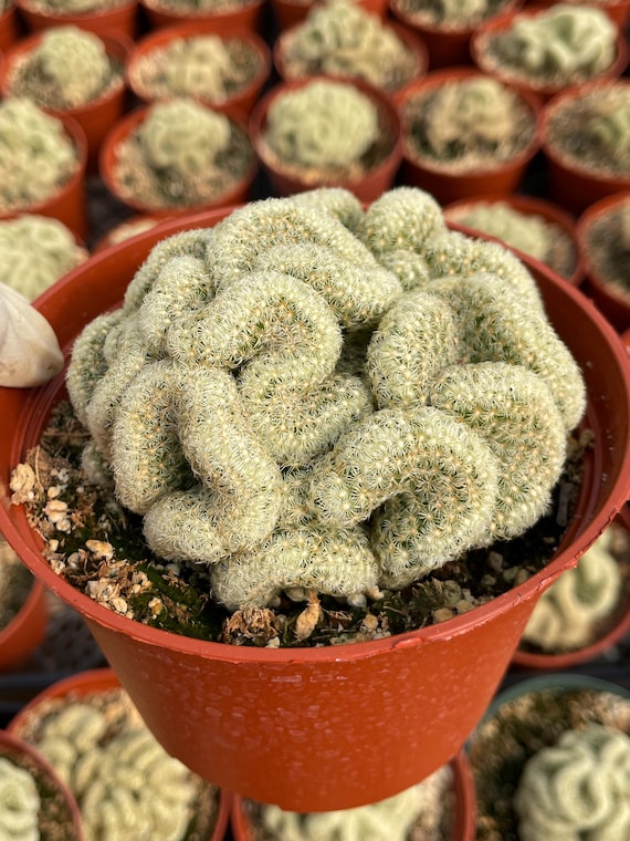 Brain Cactus Crested Mammillaria | Unique Cactus Rare Succulent Live  Succulent Live Plant Holloween Plant Easy Care Outdoor Rare Cactus - Etsy