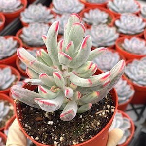 Variegated Cotyledon Orbiculata | Live Succulent, Live Plant, Colorful Plant, Succulent Gift Easy Care Plant, Mini Succulent,Succulent Plant