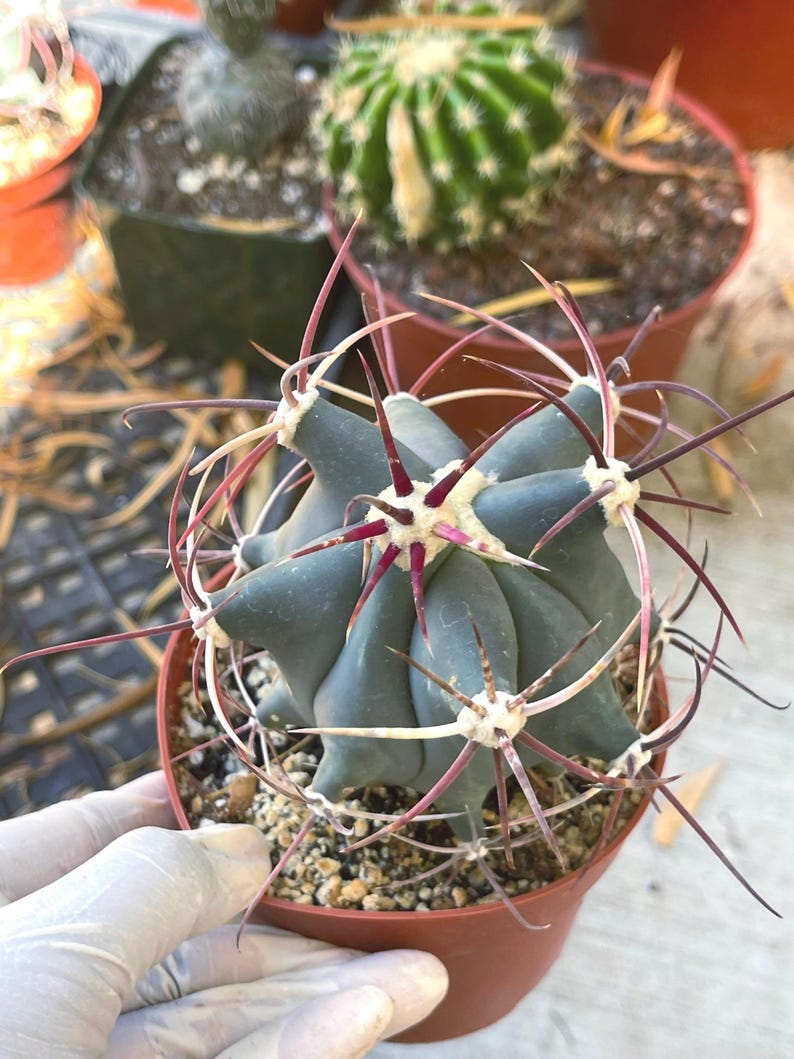 Ferocactus Emoryi Live Red Spines Cactus Plant
