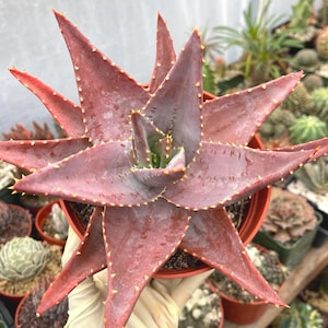 Aloe Distans 'Gold teeth' | Live Aloe | Live Plant | Live Succulent, Aloe Plant, Succulent Gift, Easy Care Succulent, Succulent Plant