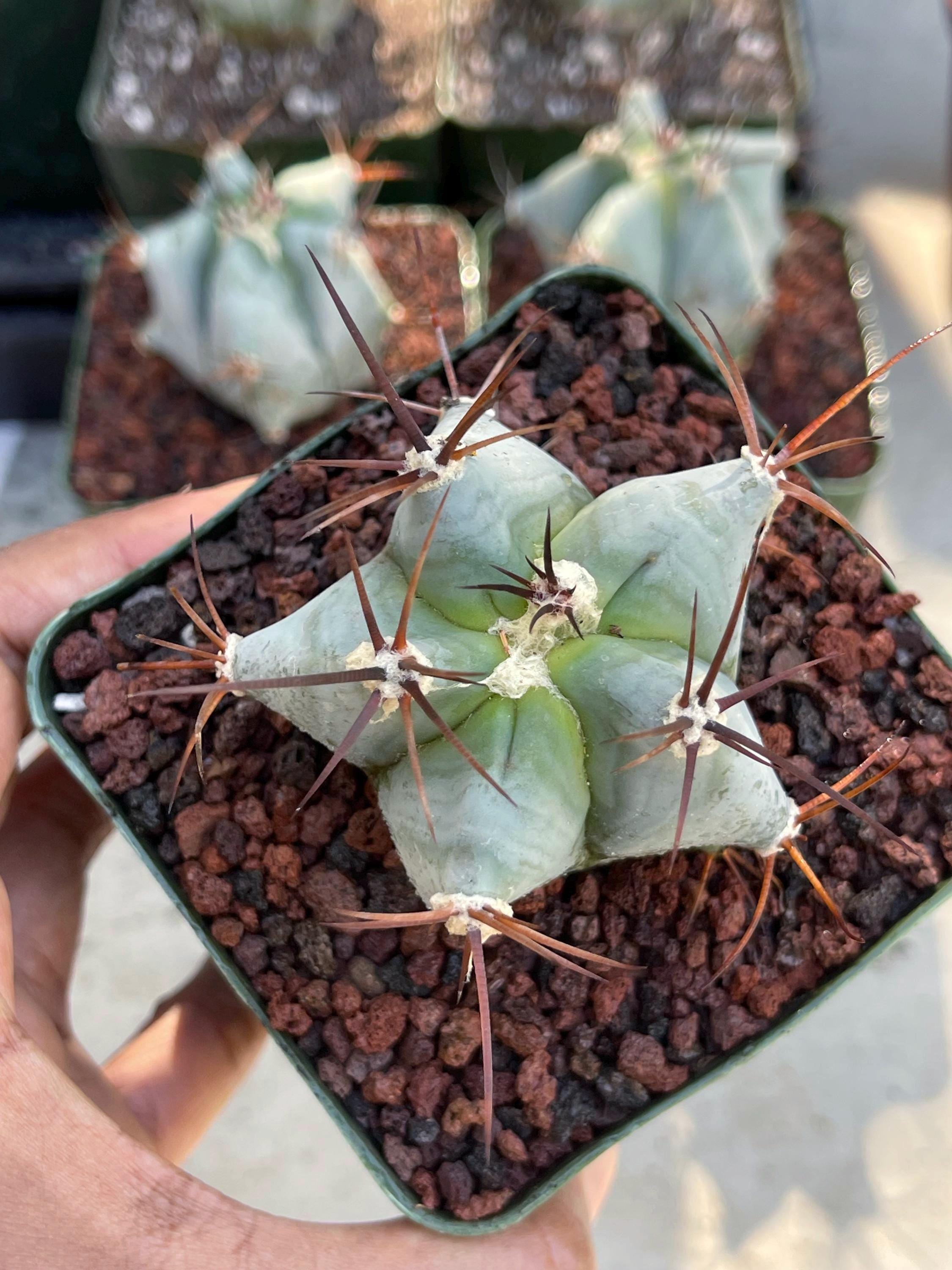 Echinocactus Ingens Live Plant | Unique Cactus for Sale | Indoor