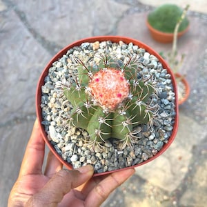 Melocactus Matanzanus | Live Plant Unique Cactus Easy Care Cactus Succulent Plant Desert Cactus Collections