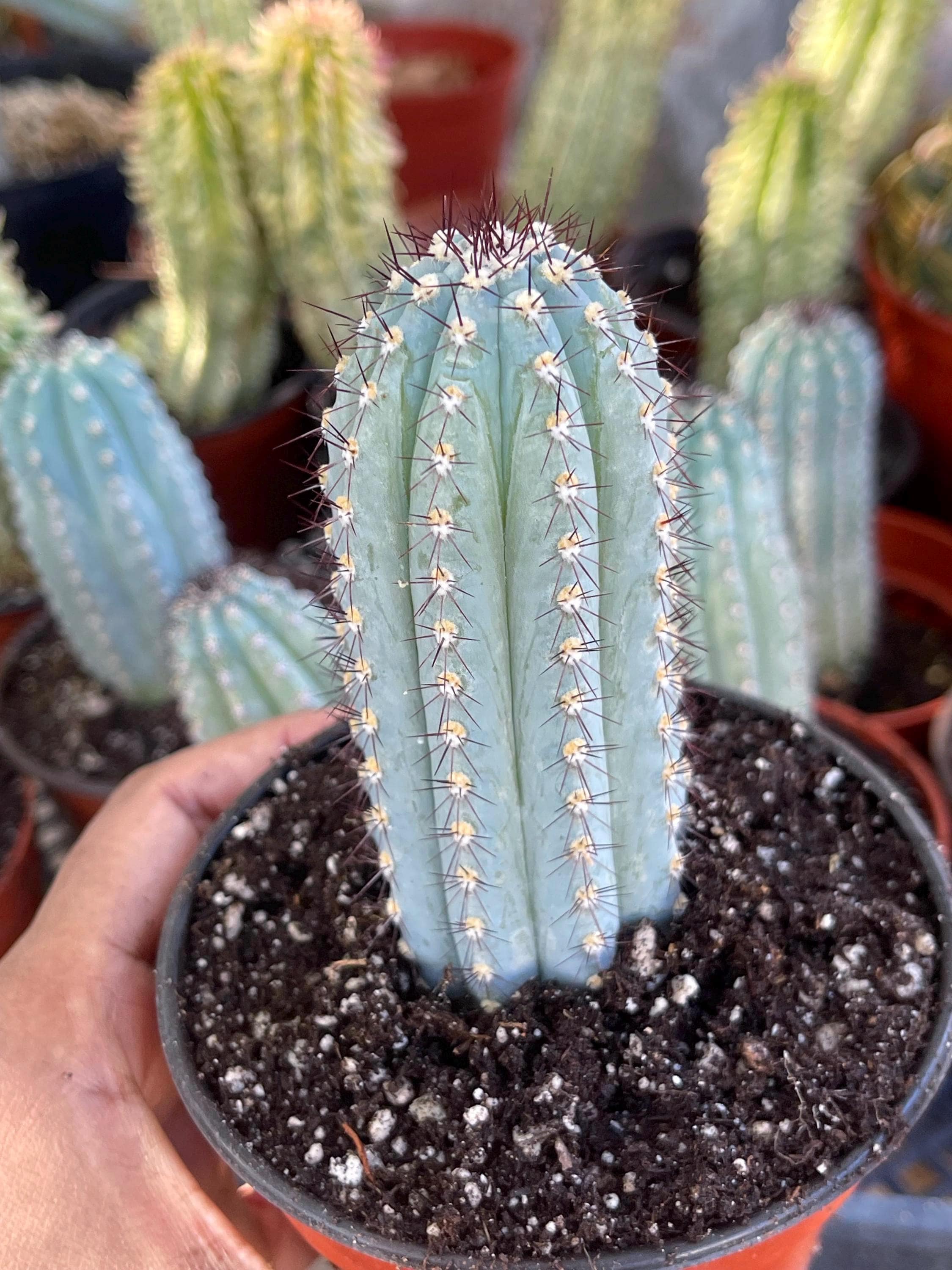 アガベ Blue cactus Cipocereus Bradei Blue Cactus | Live Blue Plant Unique Succulent