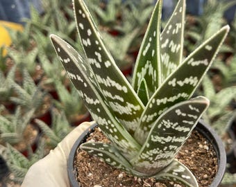 6 Pot Variegated Sansevieria Twisted Sister/curly Snake Plant/ Rare Snake  Plant - Etsy