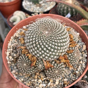 Sulcorebutia Arenacea cactus - Rare White cactus Cactus Succulent Cactus Plant Unique Desert Plant Easy Care Outdoor Rare Cactus Gift
