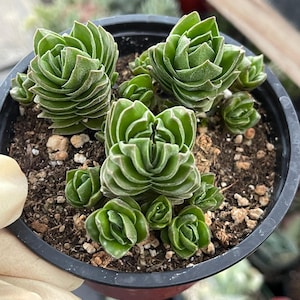 Crassula Buddha Temple, Rare Succulent Unique Succulent Live Plant Exotic Desert Plant Easy Care Succulent Rare Plant Succulent Gift