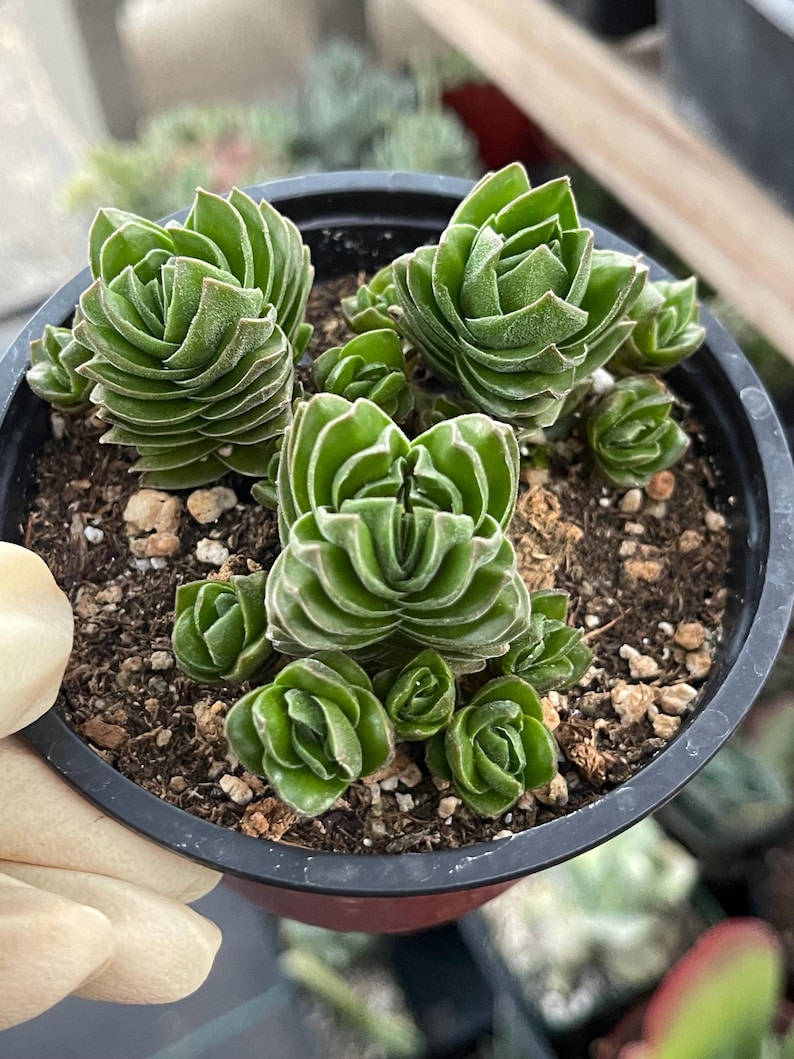 May include: A potted succulent plant with stacked, layered green leaves. The plant is in a black plastic pot filled with soil and small rocks. The leaves have a unique, geometric pattern. The plant is a Crassula, a type of succulent.
