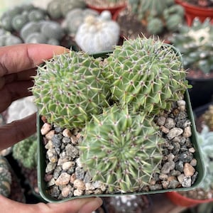 Parodia Buiningii | Live Cactus Live Plant Rare Cactus , Live Plant, Unique Houseplant, Easy Care Indoor Plant, Cactus Gift