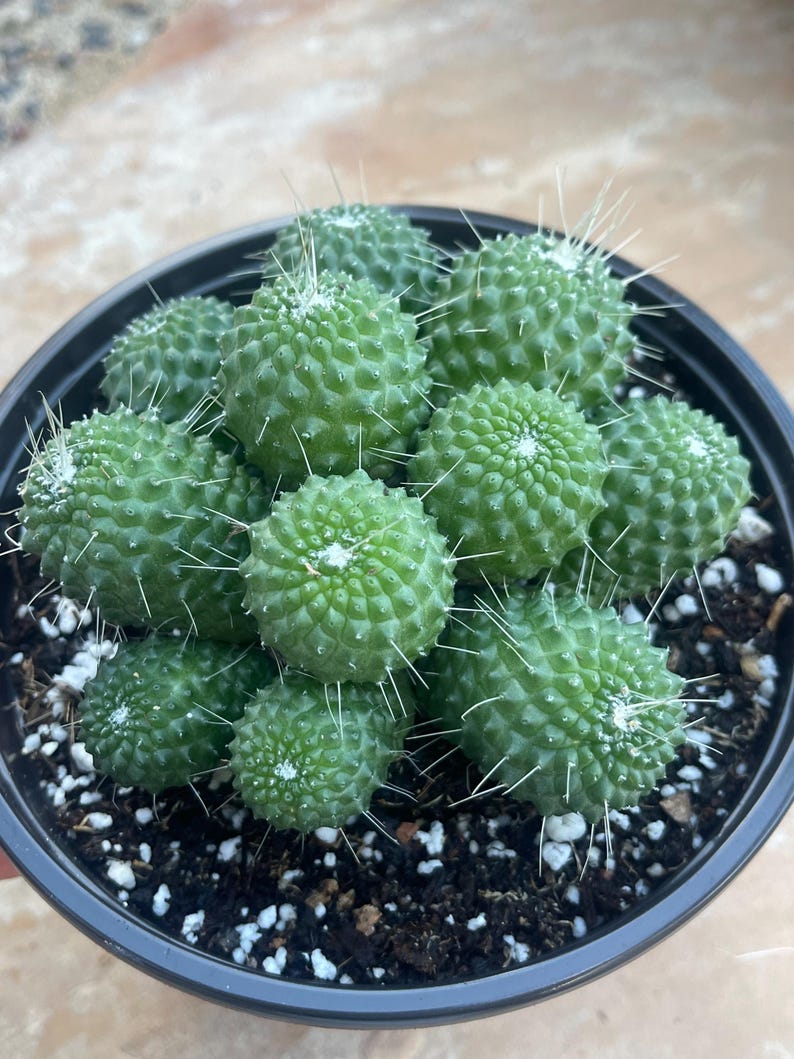 MeDeeCo Mammillaria Spinosissima - Thumbnail 2