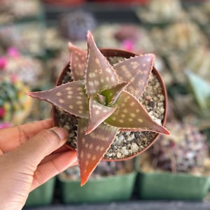 Aloe Maculata Aloe Succulent Plant Colorful Aloe Plant Easy Care Indoor Succulent  Unique Low Maintenance Aloe Rare Plant