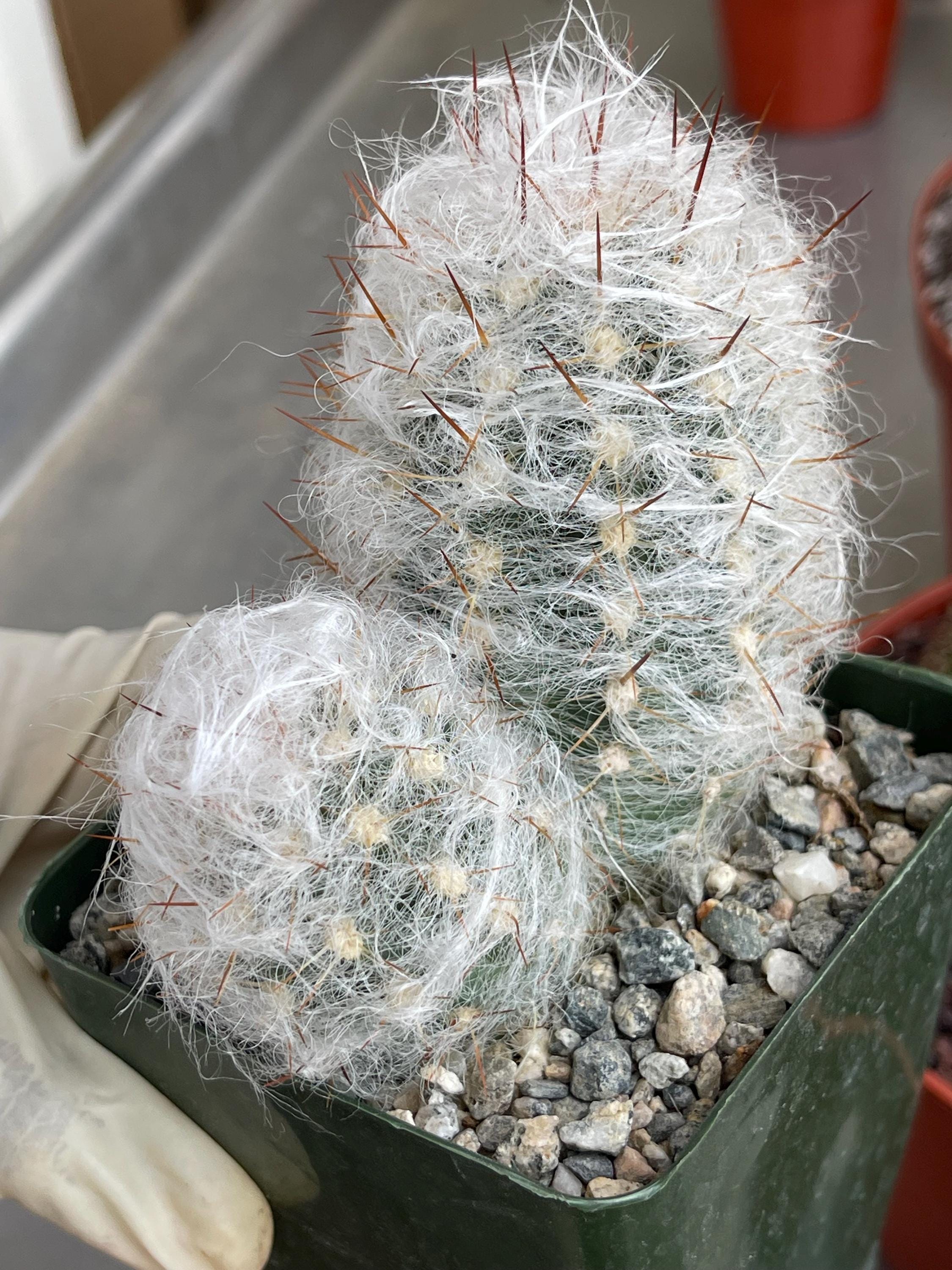 Oreocereus Trollii | Old Man Cactus | Live Cactus Rare Cactus Live