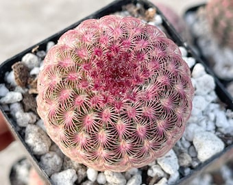 Rainbow Cactus – Rare Cactus, Colorful Succulent, Colorful Cactus, Easy Care Cactus Gift
