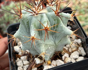 Echinocactus Ingens Live Plant | Unique Cactus for Sale | Indoor