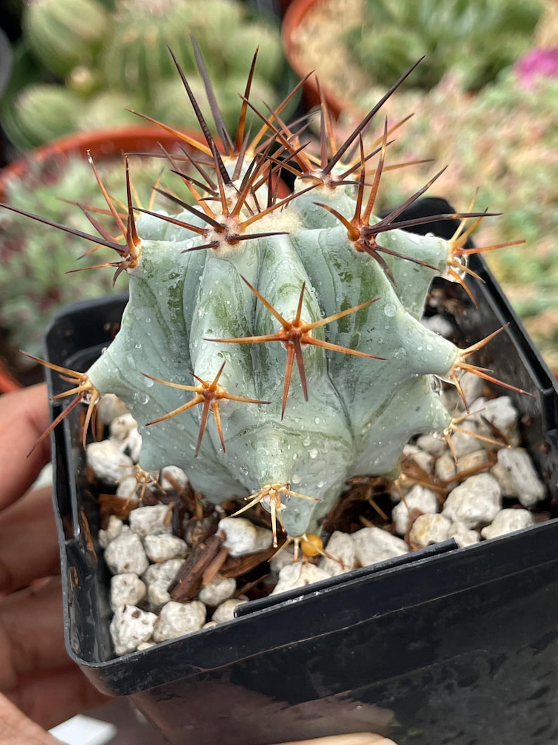Echinocactus Ingens Live Plant - Thumbnail 4